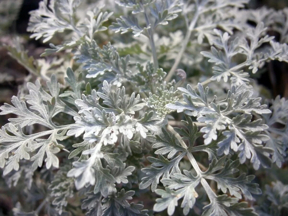 Полынь низкая. Жусан полынь. Полынь трехзубчатая (artemisia tridentata). Полынь низкая. Артемизия makana silver.