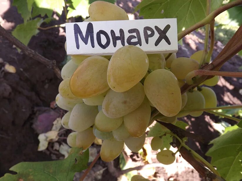 Монарх описание сорта