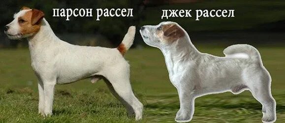 Парсон и джек рассел терьер отличия. Парсон-рассел-терьер со стоячими ушами. Парсон рассел терьер и джек рассел. Джек рассел и парсон рассел. Парсон рассел терьер гладкошерстный.