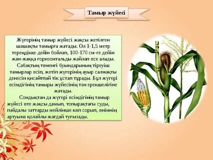 Үлкен жыныс еріндері бар вульва