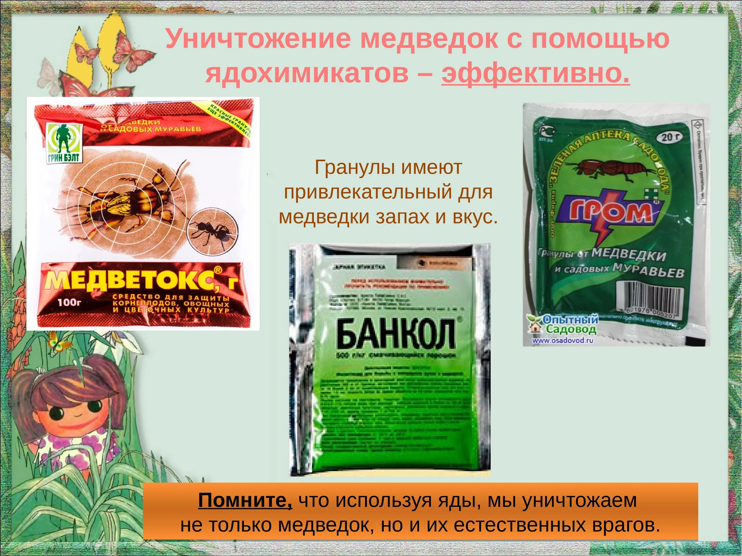 Препарат для борьбы с медведкой. Гречка с подсолнечным маслом. Приманка медведка. Препарат от колорадского жука регент. Регент 800 от медведки.