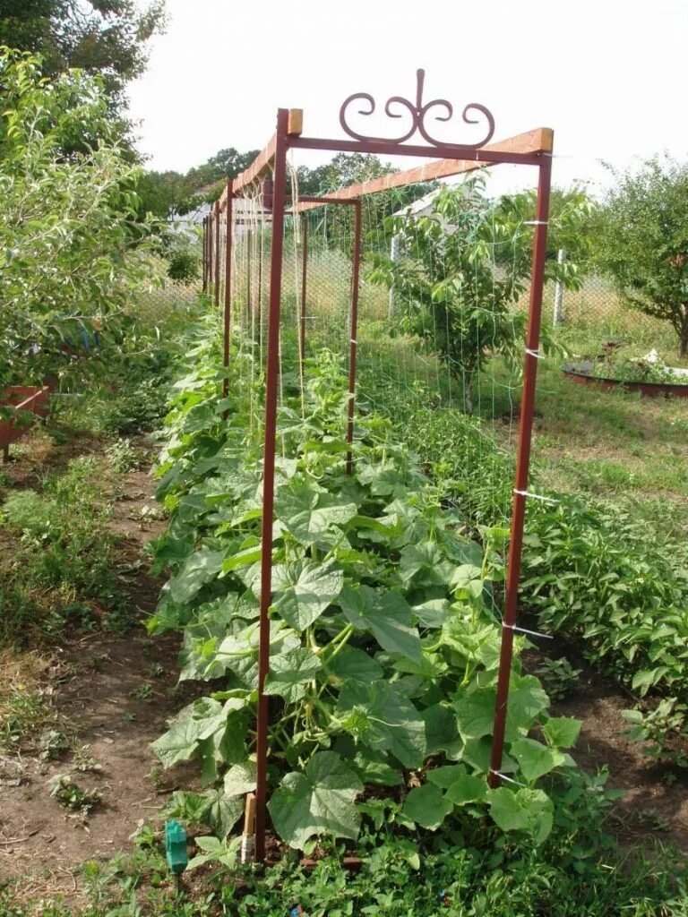 Фото подвязанных огурцов. Опора под огурцы стеклопластиковая 2х2 м. Шпалере для огуречника. Подвязывание огурцов на шпалере. Шпалерная подвязка огурцов.