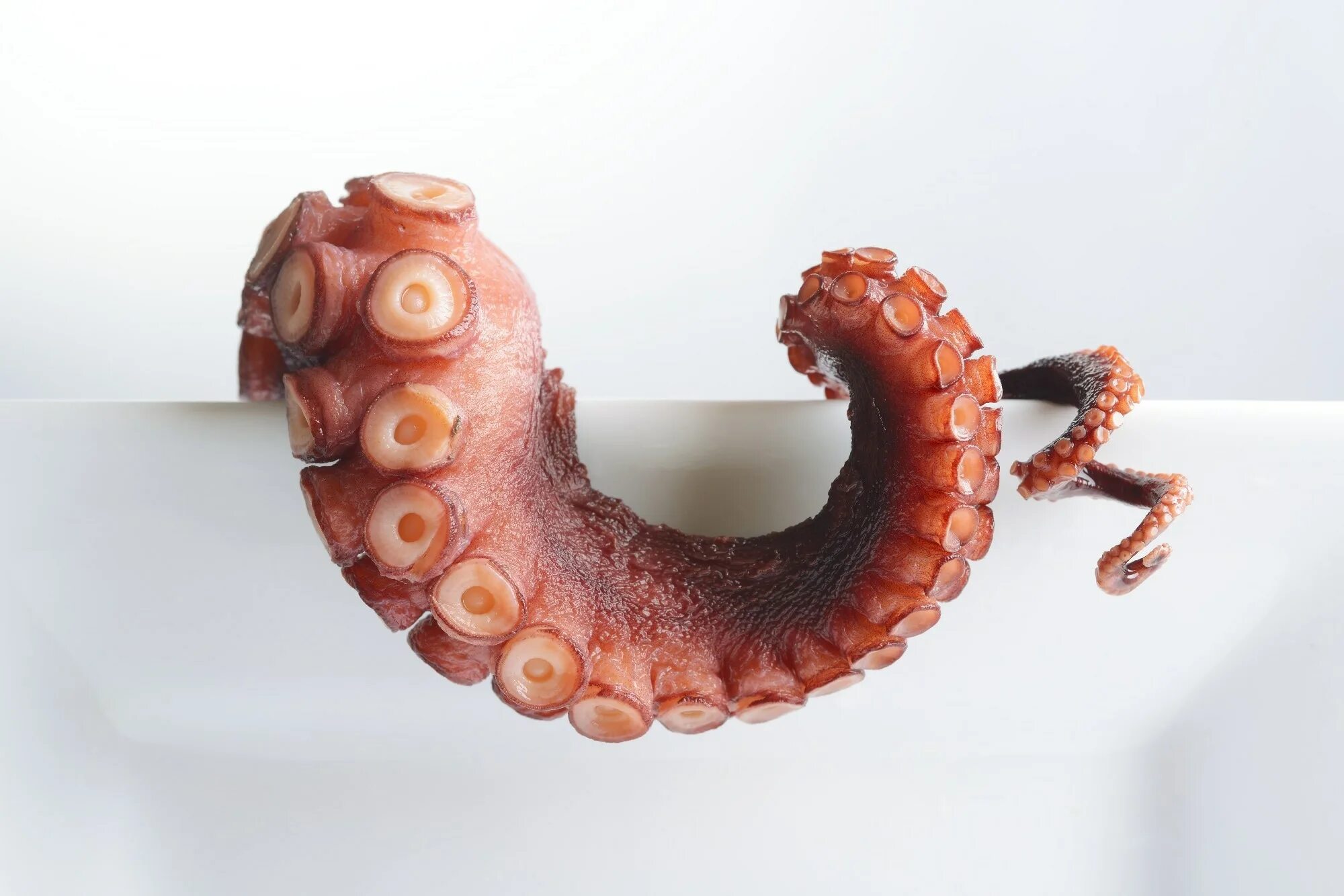 щупальца. щупальца. осьминог. эстетика осьминожьи щупальца. щупальца осьминога.