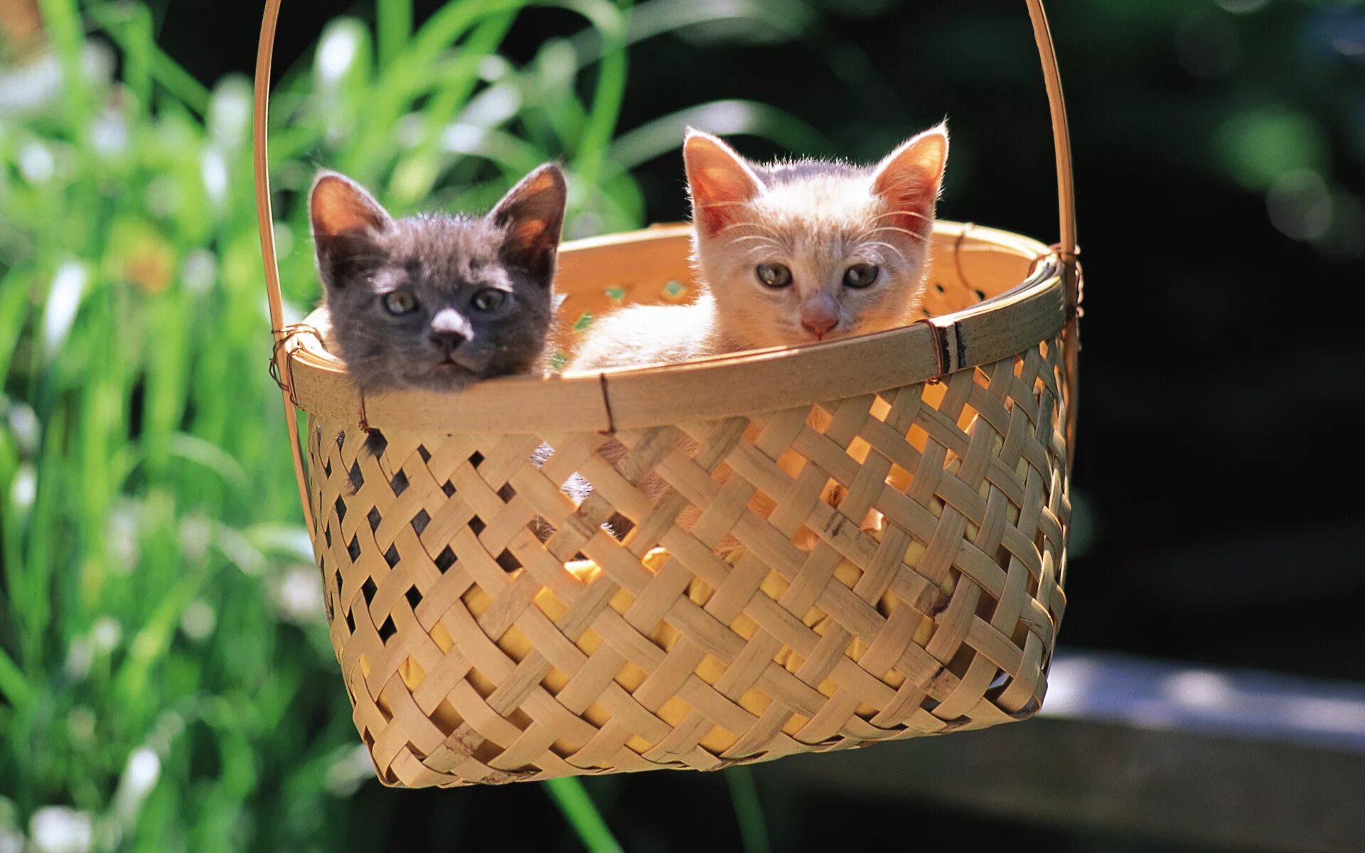 Котята их жизнь. Смешные котята. котенок смешной в корзинке. кошки маленькие. фотосессия котят.
