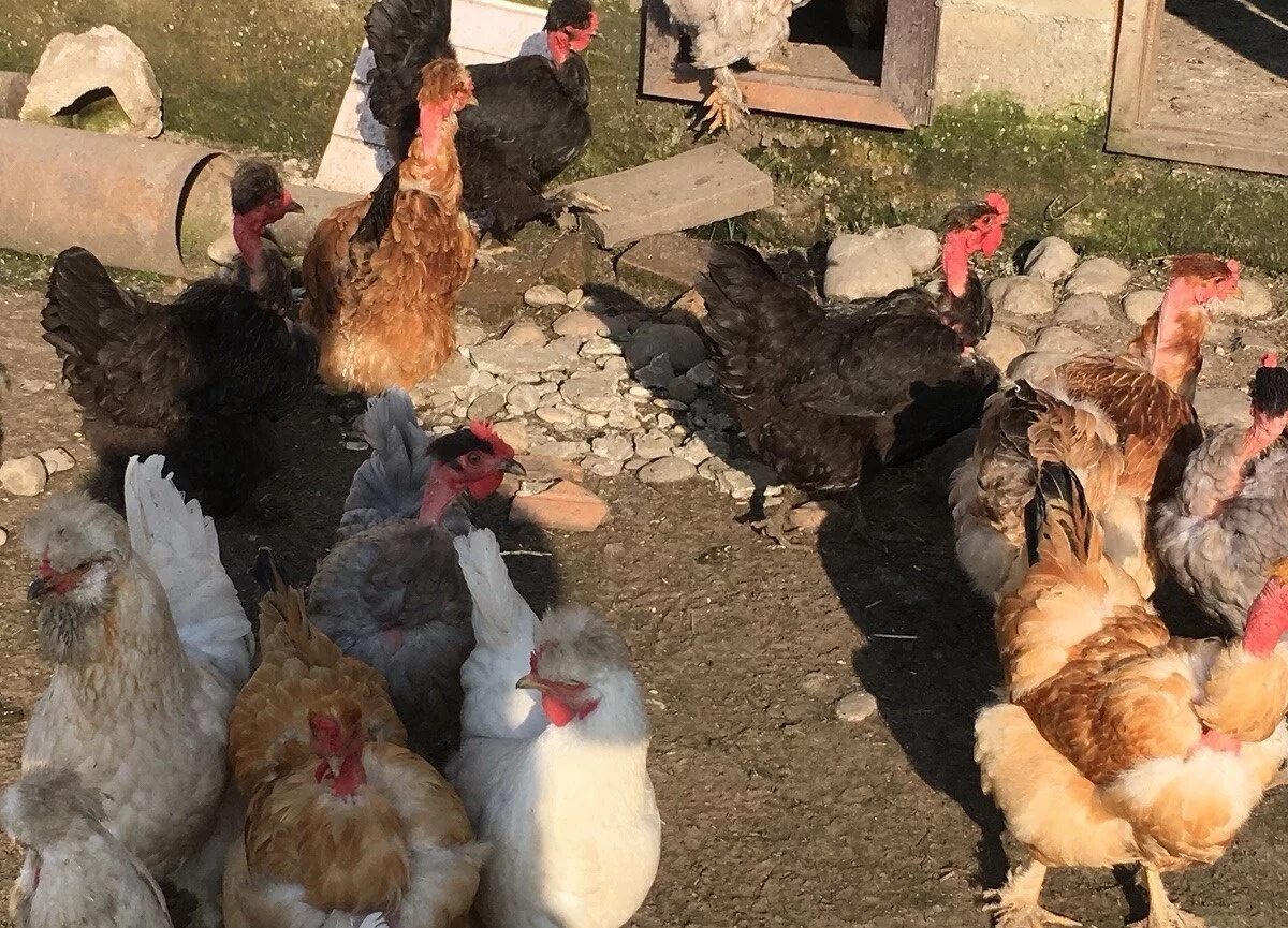 Лпх кур. Редбро куры. Сельскохозяйственные птицы. Лпх кур. Порода кур несушек птицеферма.