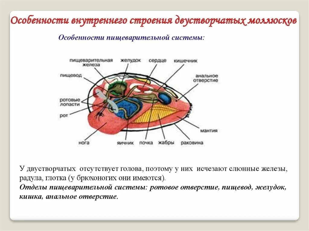 Тип моллюски вариант 2. Двустворчатые моллюски пищеварительная система. пищеварительная система двустворчатых моллюсков 7 класс. класс двустворчатые строение. двустворчатые моллюски внутреннее строение.