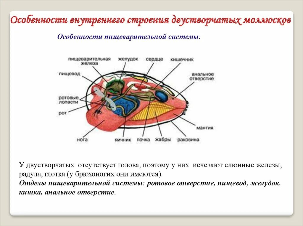 Класс двустворчатые моллюски пищеварительная система. Пищеварительная система двустворчатых моллюсков 7 класс. Строение двустворчатых моллюсков. Внутреннее строение двустворчатых моллюсков.