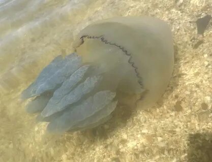 Большая медуза в черном море