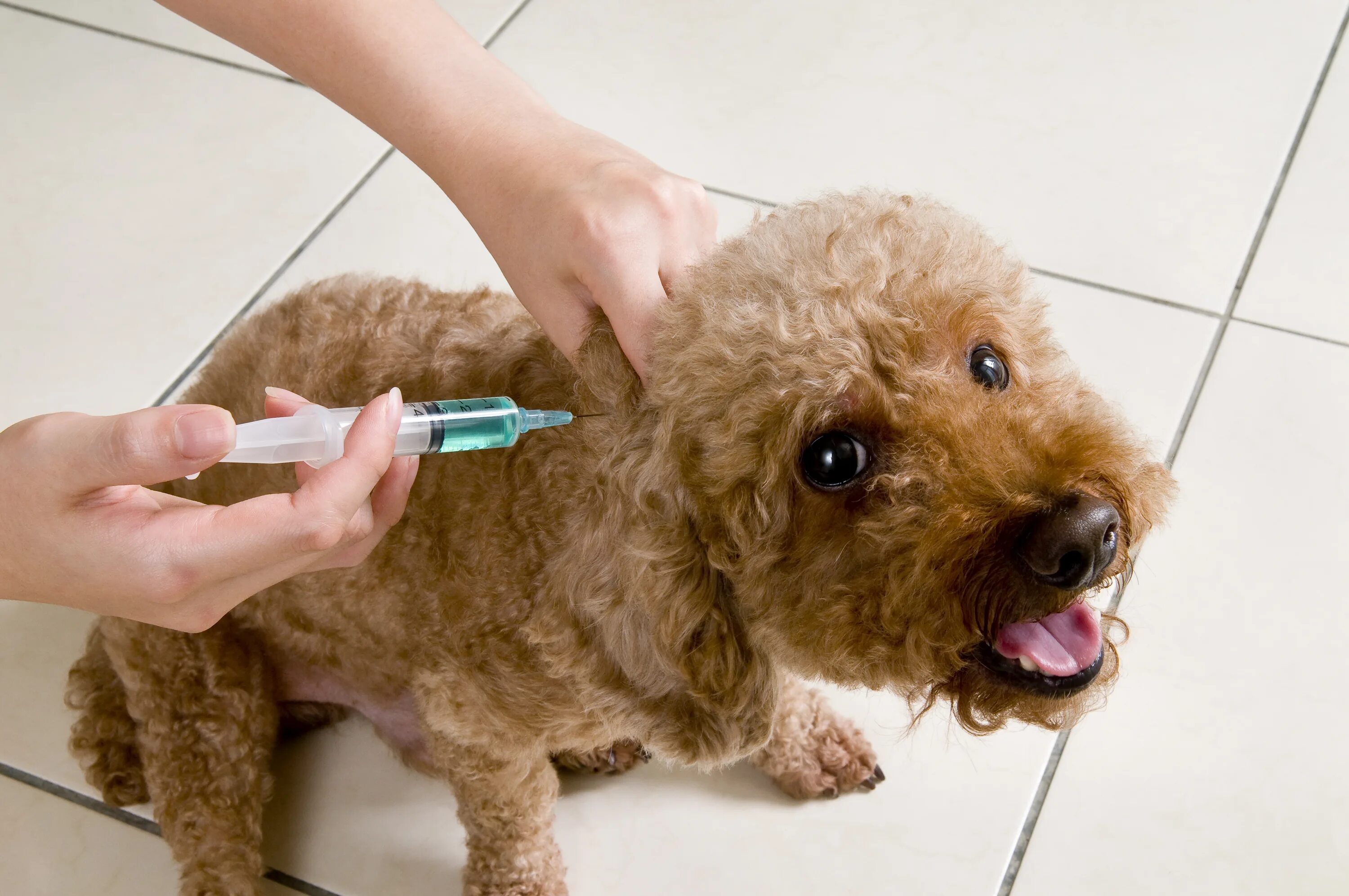 Вакцинация домашних животных. Вакцинация щенков. Прививка собаке. Вакцинация животных от бешенства.