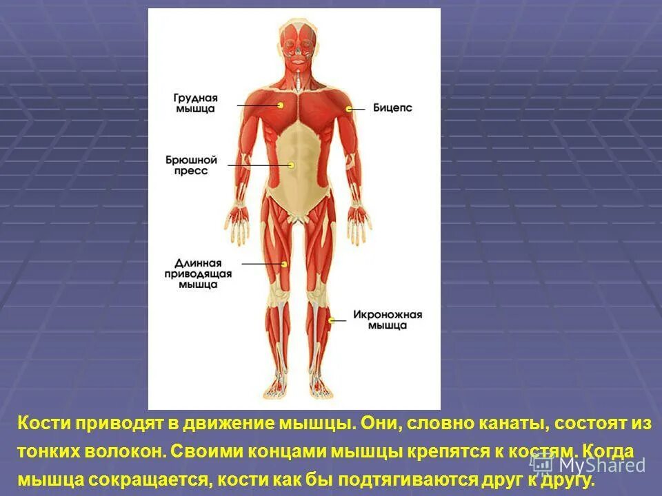 К чему крепятся мышцы. Мышцы крепятся к костям при помощи. Как мышца крепится к кости. К скелету крепятся мышцы при их сокращении.