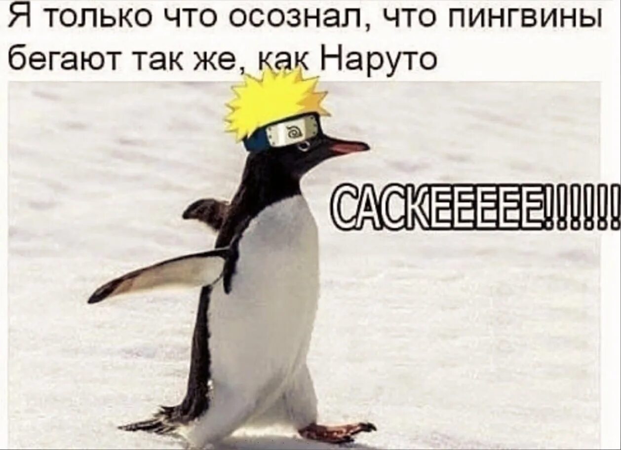 Пингвины мем видео. Как бегают пингвины. пингвин бежит. пингвин бегает. пингвин наруто.