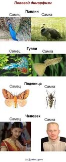 Животные самки красивее самцов
