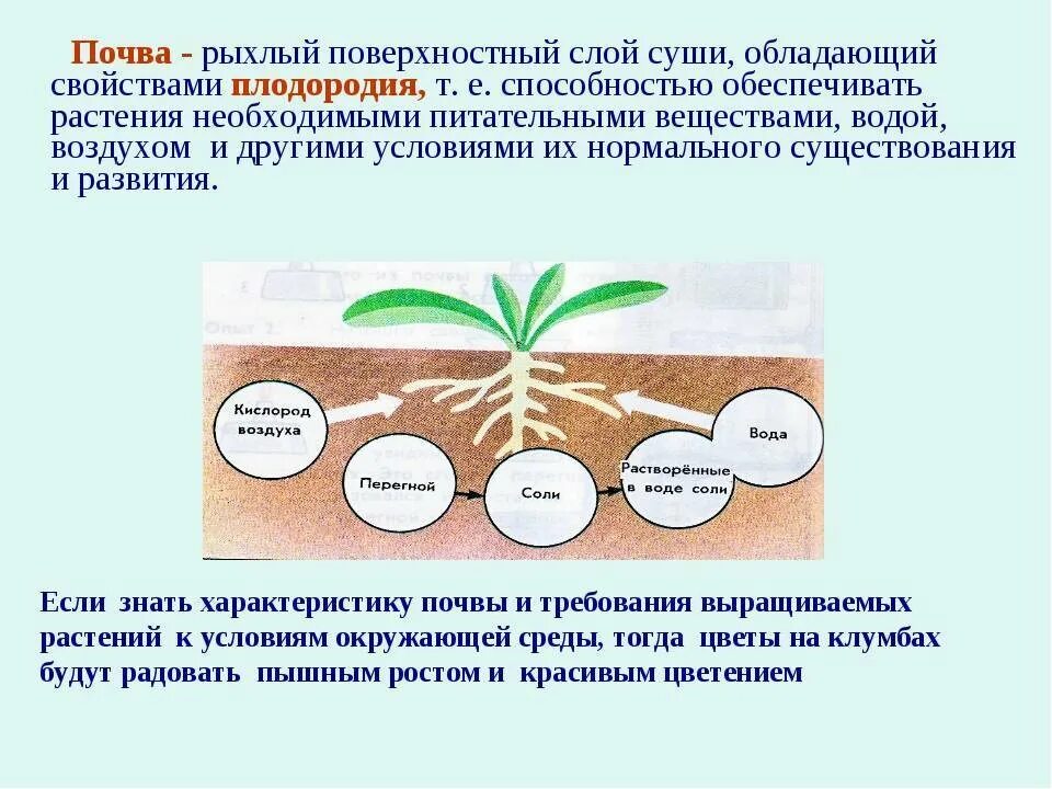 В каких структурах содержится запас питательных веществ. Влияние почвы на растения. Значение почвы в жизни растений. Влияние на рост растений. Влияние грунта на рост растений.