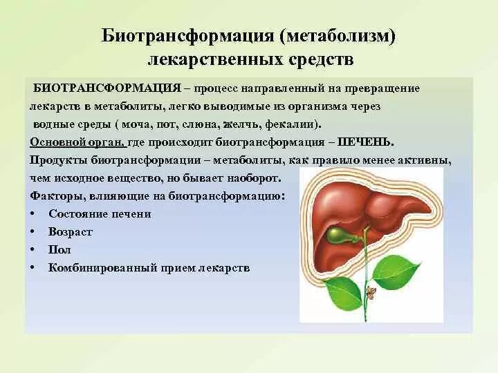 Легкие выводят из организма. Фармакокинетика биотрансформация. Биотрансформация лекарственных средств. Метаболизм лекарственных средств. Пути биотрансформации лекарственных средств в организме.