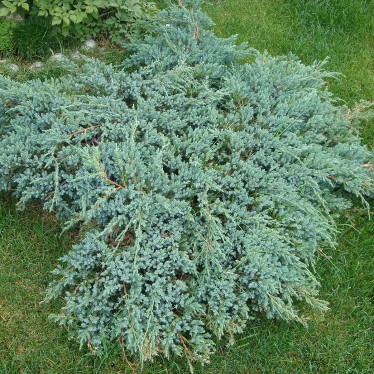 можжевельник чешуйчатый холгер (с2/с3 н25-30). можжевельник неприхотливый. можжевельник блю корвет. можжевельник неприхотливый. можжевельник чешуйчатый (juniperus squamata blue star.