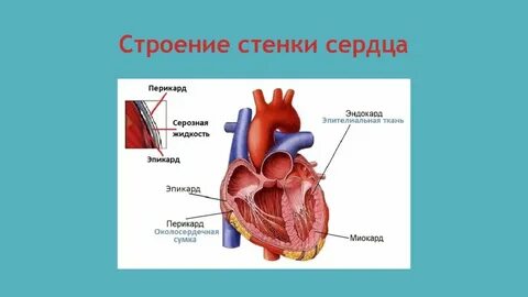 Стенки сердца