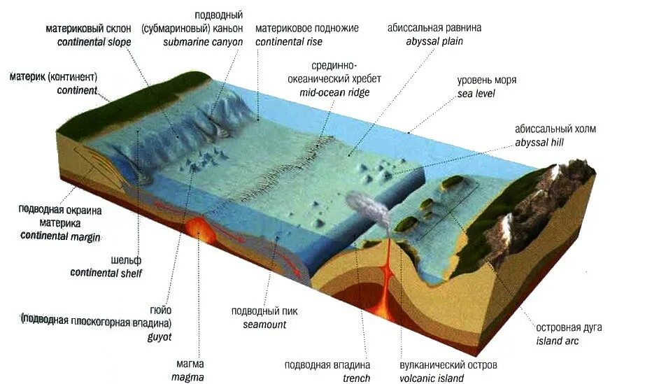 Рельеф дна мирового океана схема. Схема рельефа океанического дна. Рельеф морского дна схема. Элементы строения дна мирового океана. Рельефы суши и дна океана