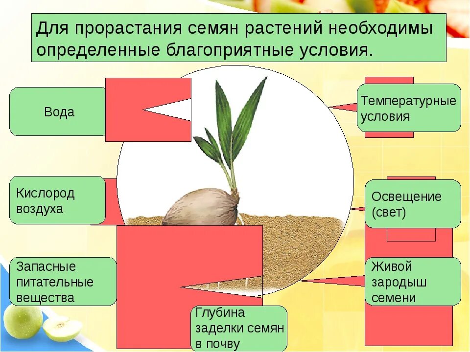 Схема условия прорастания растений. Условия прорастания семян схема. Условия необходимые для прорастания семян. Учловия для пророствгия скмкни.