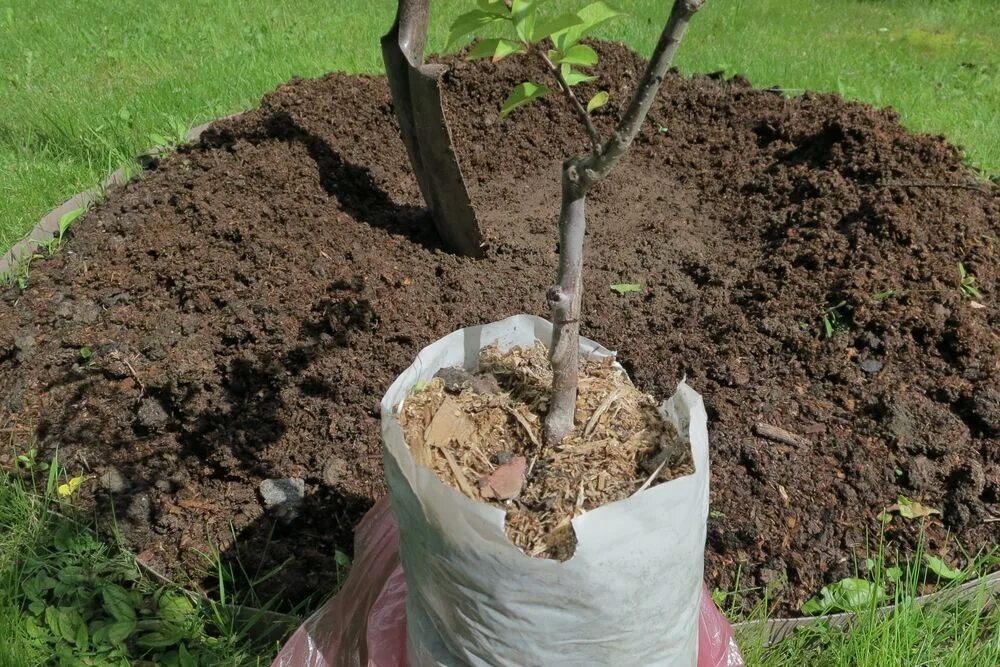 Саженцы алычи двухлетка. Посадка алычи весной. Слива саженцы. Можно ли летом пересадить