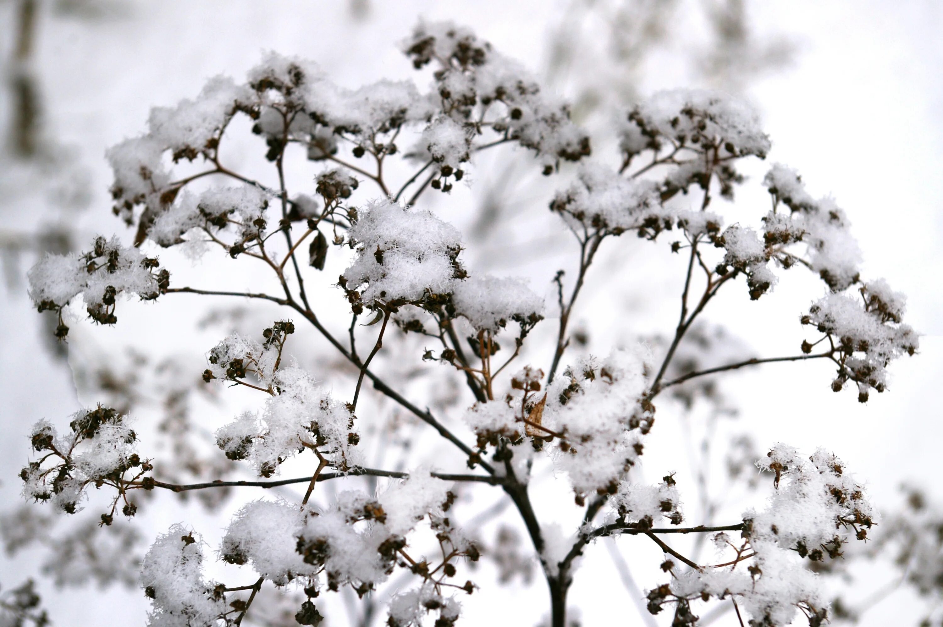 Под снегом есть воздух. Зимние цветы. Растения под снегом. Заснеженный кустарник. Трава под снегом.
