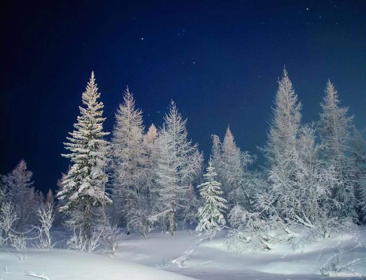 Зимний лес ночью. Лес снег ночь. Ергаки природный парк зимой. Зима лес ночь. Лес снег ночь.