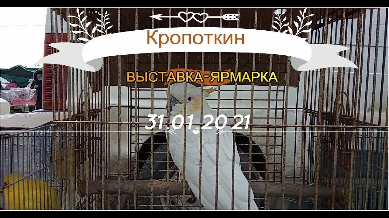 Кропоткин животные. Кропоткин выставка птиц. Ярмарка голубей в Кропоткине. Ярмарка птиц в Кропоткине. Выставка голубей в Кропоткине.