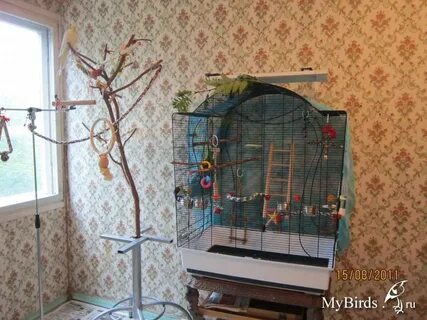Черешня попугаю