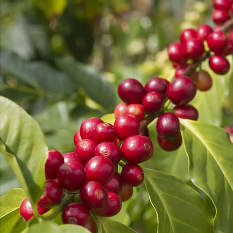 Семена Coffea Arabica. Кофейное дерево (Coffea). Кофе Аравийское растение. Nana Arabica дерево. Кофе аравийский растение