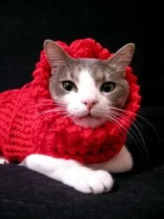 Вязание для кошек