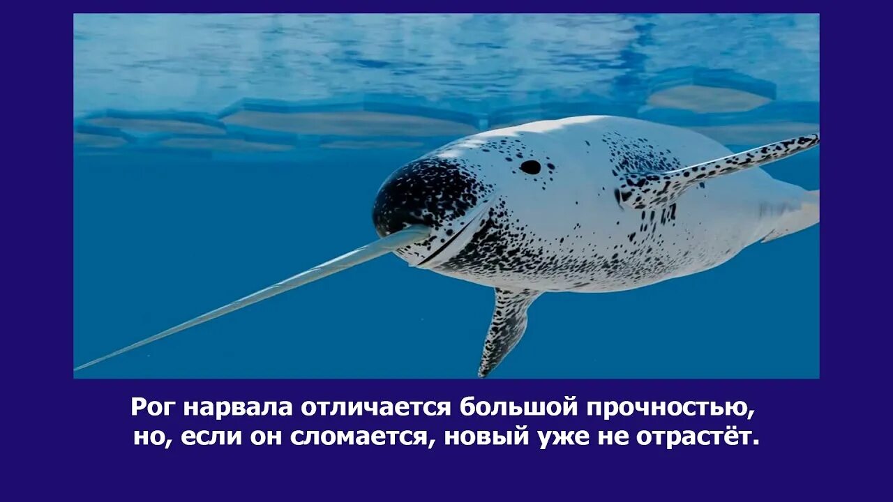 Как называется нарвал. Как называется нарвал