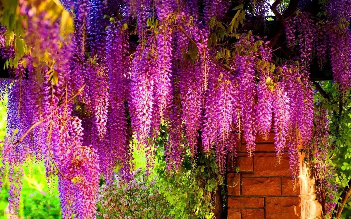 Восточные растения названия. Глициния Wisteria. Глициния китайская китайская Глициния.