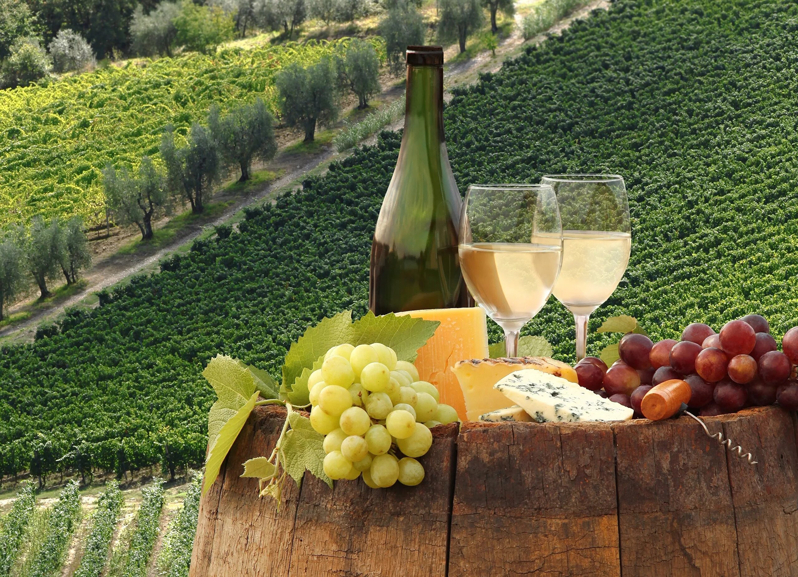 Тоскана Италия винодельни. Виноградники и вино Италии. Виноградники Абрау Дюрсо.