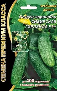 Огурцы сорта гирлянда