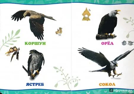 Коршун анаграмма
