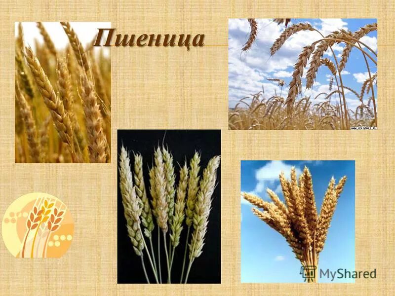 у ржи и пшеницы плод. соцветие пшеницы сложный колос. соцветие колос у злаковых. как называется растение из которого делают хлеб. колоски семейства мятликовые.
