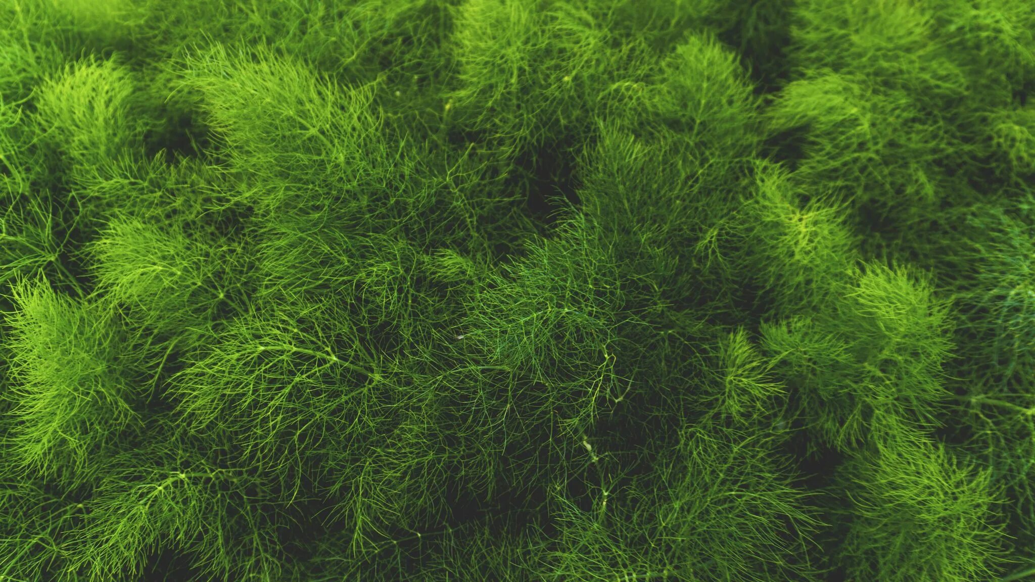 Grass Green ягель. Хлорелла мха. Смарагд мох. Greenery мох.