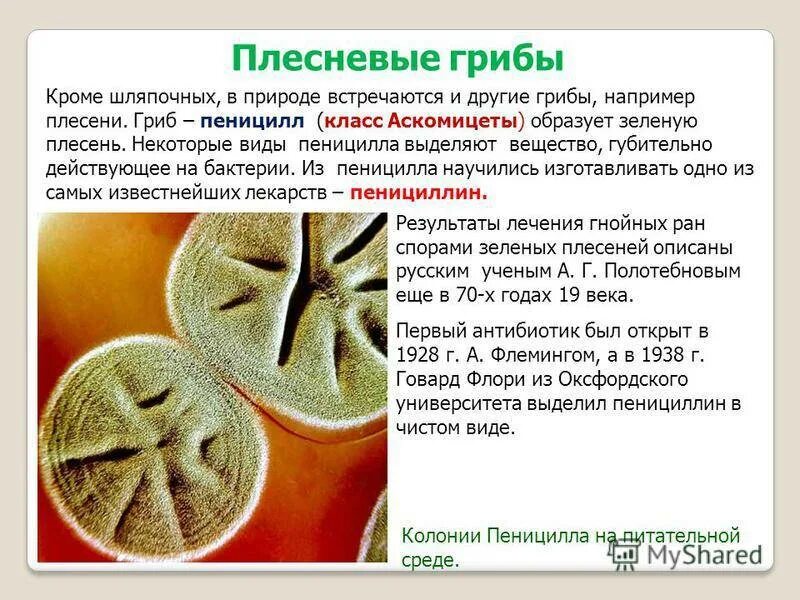 Какое значение гриба пеницилла в жизни человека. Пеницилл 5 класс биология. Аскомицеты пеницилл. Гриб пеницилл и бактерии. Плесневые грибы информация.