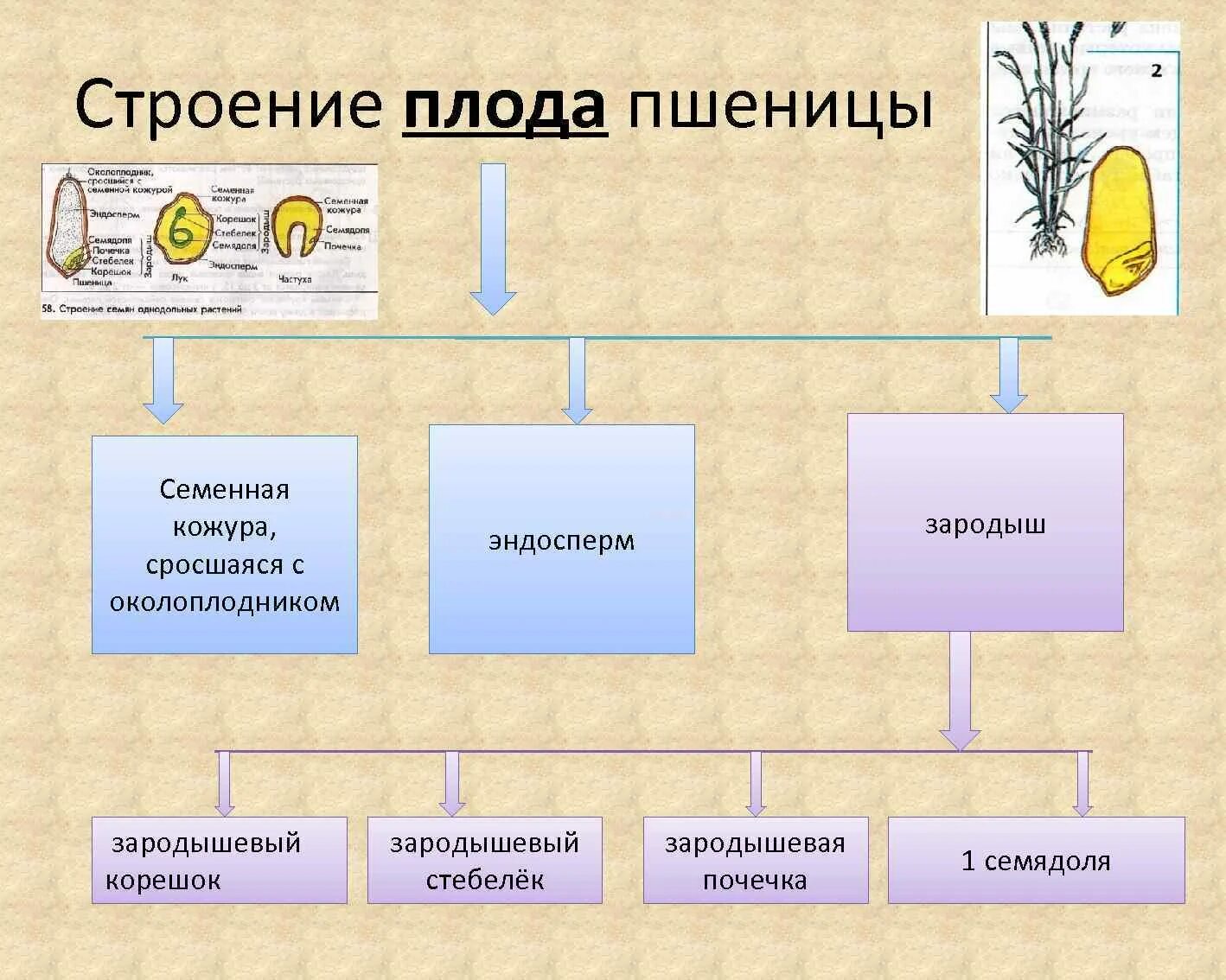 Кожурой составить. Схема строения зерна. Строение плода пшеницы. Схема зерна пшеницы. Схема строения пшеницы.