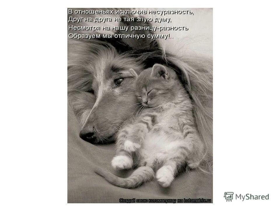 Стихи о животных. Стишки про животных для детей. Стихи о животных. Стих про собаку для детей. Стихи о животных 2 класс.