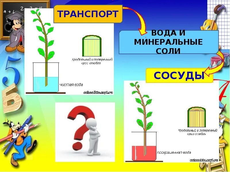 Проводящие элементы воды и минеральных солей