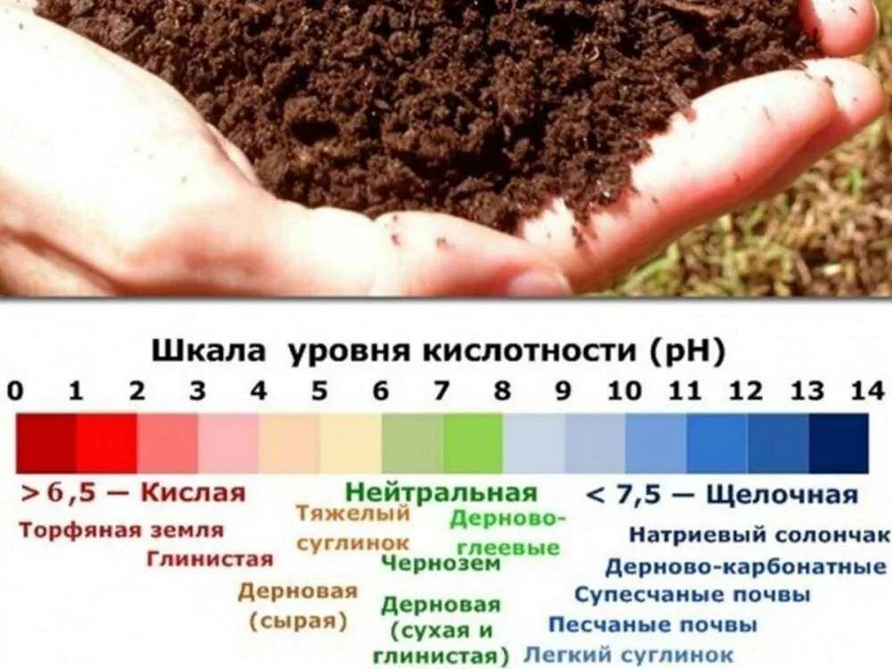 Какой грунт на урале. Кислотность почвы показатели PH. Уровень кислотности PH почвы. Кислотность грунта показатели. Перегнойные почвы кислотность.