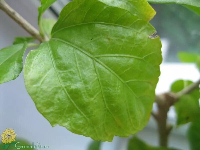 Форма листа гибискуса. Гибискус форма листа. Гибискус светлые листья. Лист гибискуса форма листа. Форма листьев гибискуса.