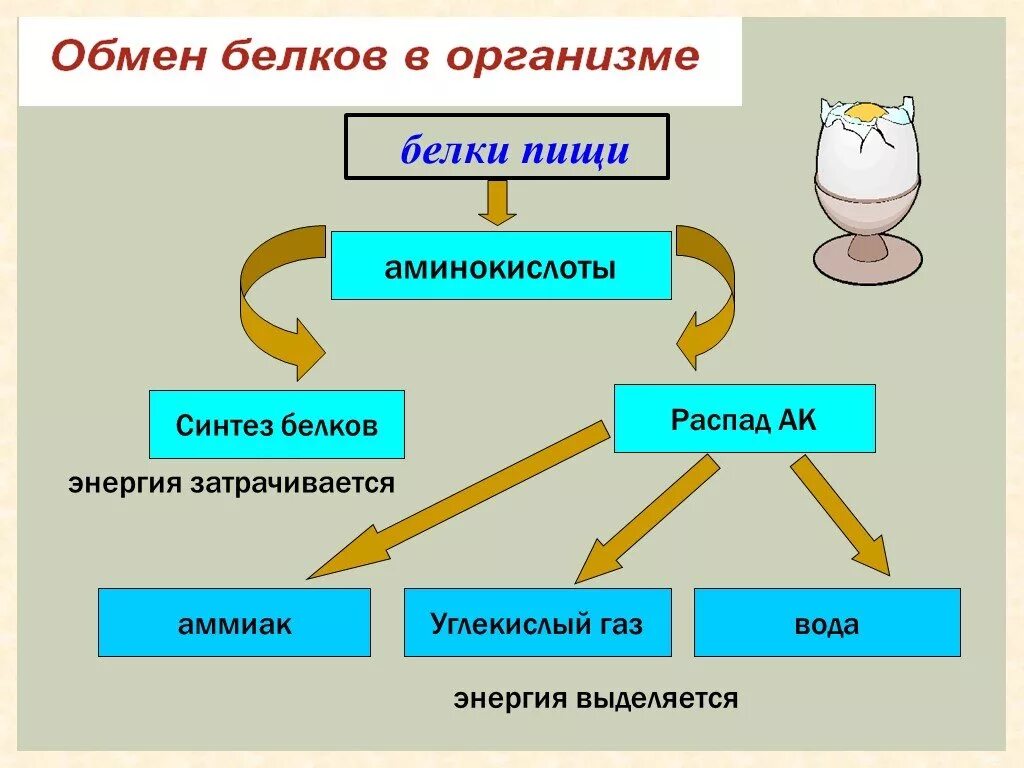 Обмен белков биология. Схема обмена белка в организме. Обмен белков схема 8 класс. Схема процесса расщепления белка в организме. Обмен белков схема биология.