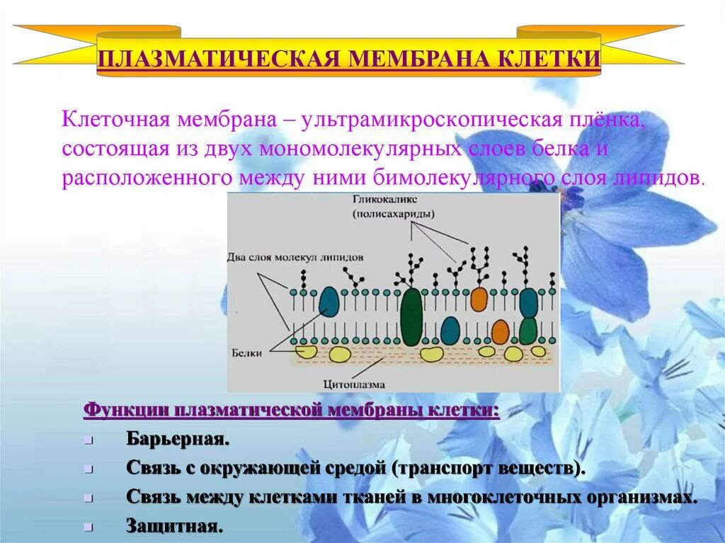 Плазматическая мембрана клетки состоит. Клеточная плазматическая мембрана функции. Функции плазматической мембраны. Плазматическая мембрана 2 слоя.