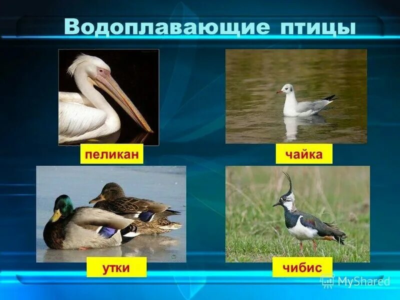 Дикие утки селезень породы. Описание водоплавающих птиц. Водоплавающие птицы строение. Утка водоплавающая птица кряква. Образ жизни водоплавающих птиц.