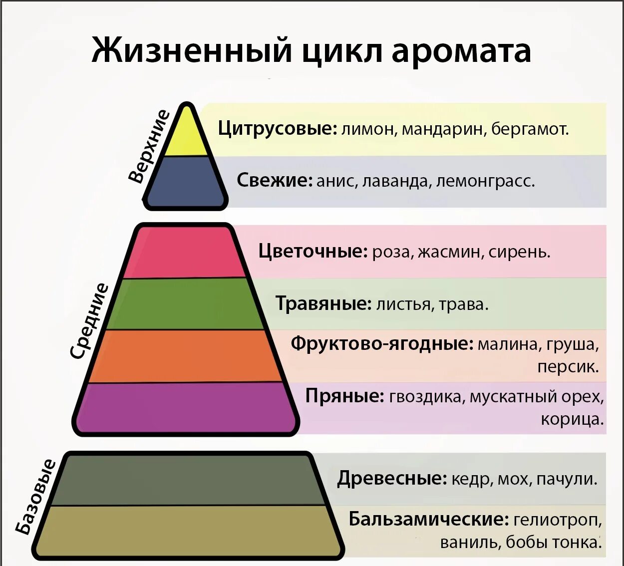 Ноты аромата духов. Ольфакторная пирамида аромата. ольфакторная пирамида эфирных масел. пирамида нот ароматов. базовые ноты в парфюмерии.