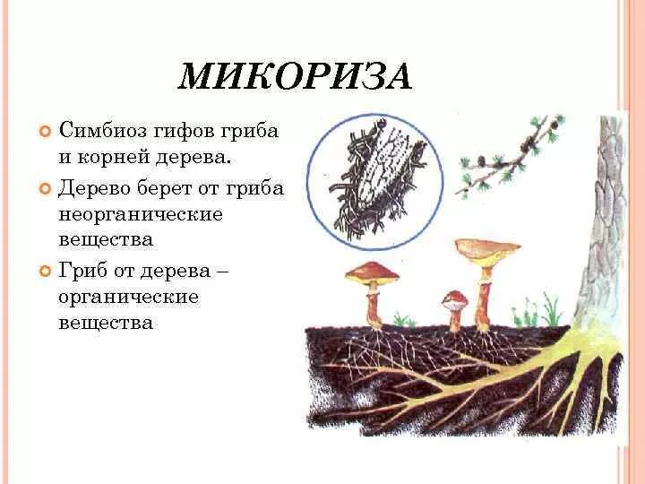 Что такое микориза у грибов. Строение гриба микориза. Трутовик микориза. Функция гриба в микоризе.