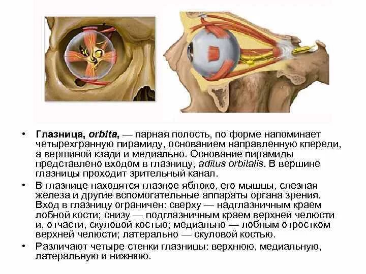 Края глазницы. Глазница анатомия. Строение глазницы черепа. Глазница топографическая анатомия. Решетчатые отверстия глазницы.