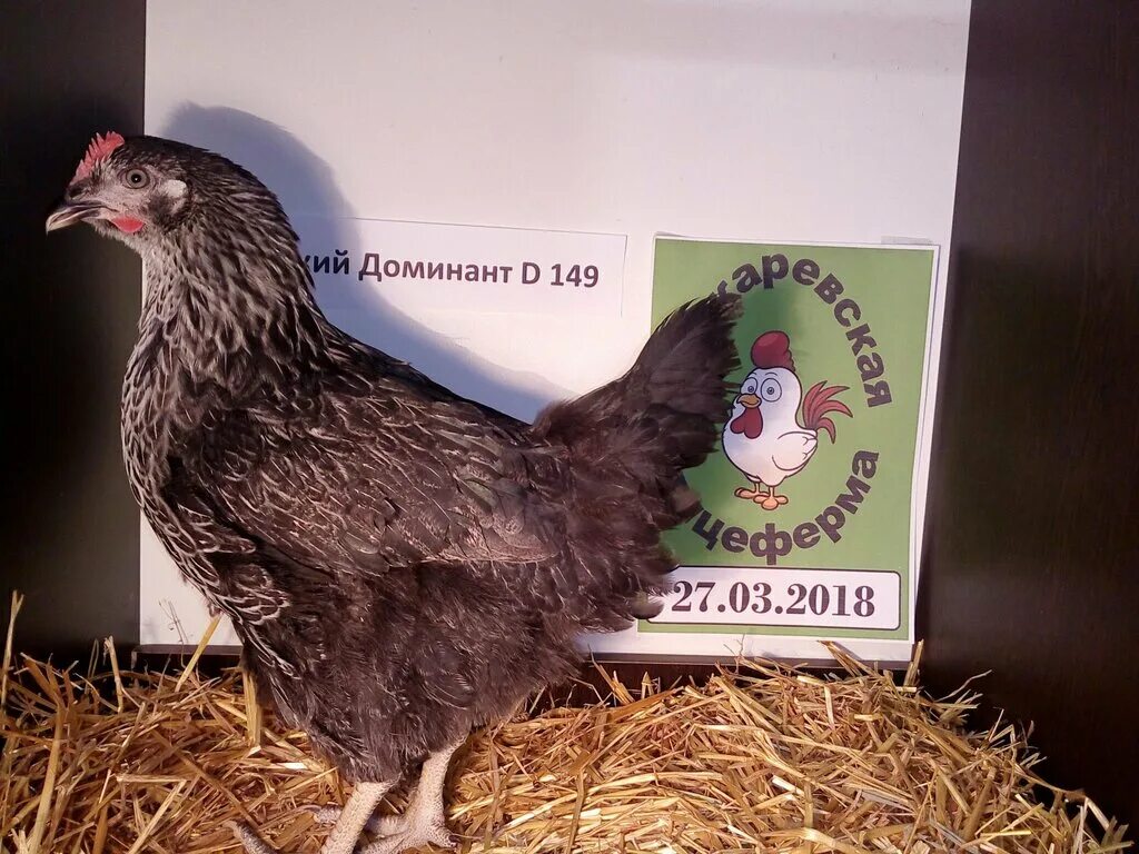 доминант 149. петух доминант д149. чешский доминант черный д149. куры несушки доминант 149. доминант d149.