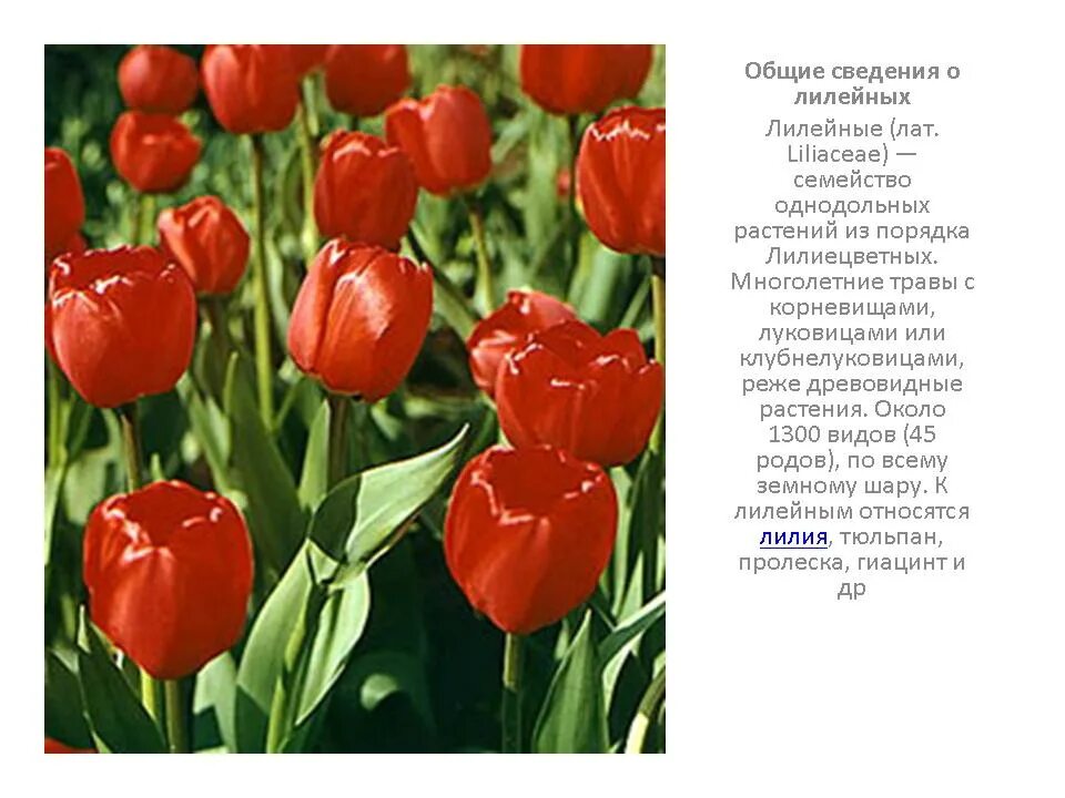 К какой группе растений относится тюльпан обыкновенный. Описание тюльпана. тюльпан описание для детей. описать тюльпан. информация о тюльпане.
